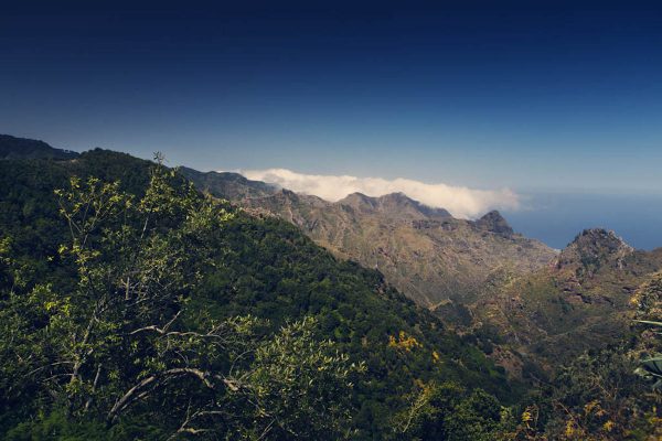 050-melocoton-Laurisilva-min