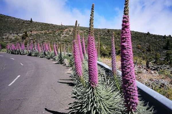 Carreteras - La Palma Film Commission (28)-min