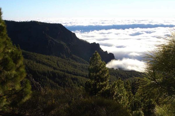 FOREST- PINE (2)-min