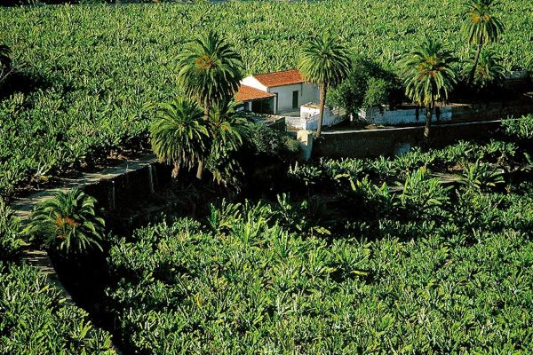 plataneras-cabo-verde-Moya-min