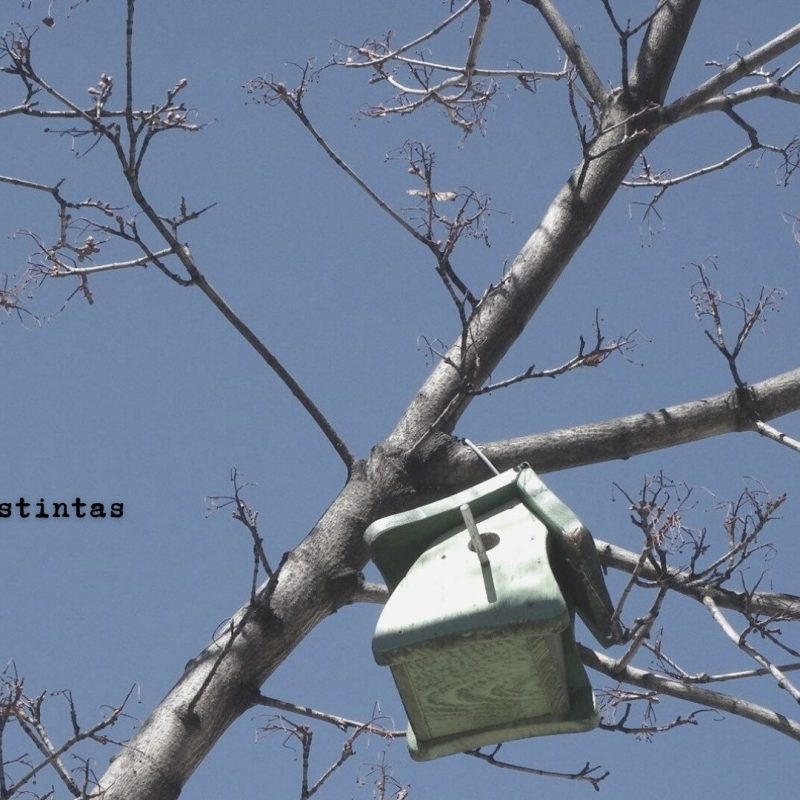 Especies distintas - mayo