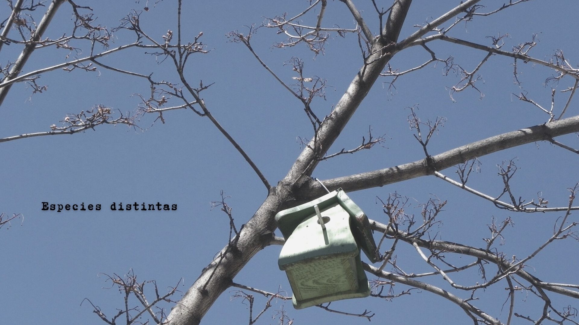 Especies distintas - mayo