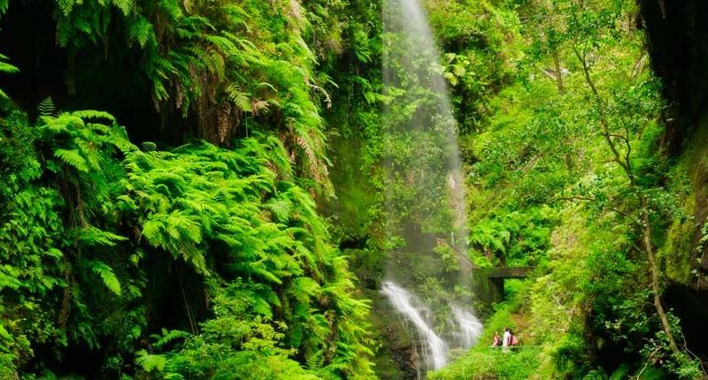 Cascada de Los Tilos. La Palma