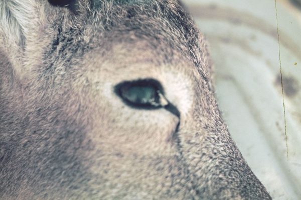 Still_ElUltimoMuflon_03_Diapositiva 01 @JLRodriguezLuengo-min Still_ElUltimoMuflon_03_Diapositiva 01 @JLRodriguezLuengo-min